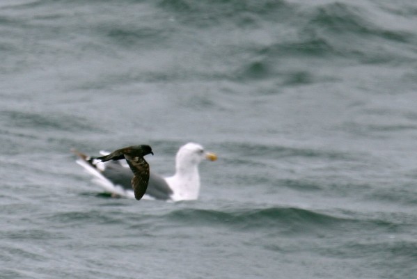 Ashy Storm-Petrel & Western Gull
